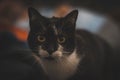 Closeup shot of a domesticated cat looking at a camera isolated on blurred background Royalty Free Stock Photo