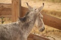 Closeup shot of a donkey behind the wooden fence on a farm on an isolated background Royalty Free Stock Photo