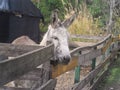 Closeup shot of a donkey enclosed on a wooden fence in a farm Royalty Free Stock Photo