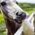 Closeup shot of a donkey head trying to bite off the wooden board with teeth