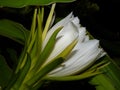 Closeup shot of a Dragon Fruit bloom at night Royalty Free Stock Photo