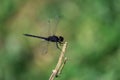 Closeup shot of a dragonfly on a blurred background