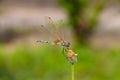 Dragonfly balance.