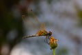 Dragonfly balance. Royalty Free Stock Photo