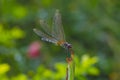 Dragonfly balance. Royalty Free Stock Photo