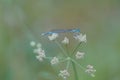 Closeup shot of dragonfly on white meadow flower yarrow