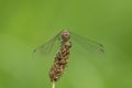 Closeup shot of a dragonfly (Aeshnidae) sitting on a grass Royalty Free Stock Photo