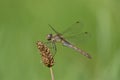 Closeup shot of a dragonfly (Aeshnidae) sitting on a weed Royalty Free Stock Photo