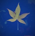 Closeup shot of a dried American sweetgum leaf