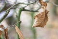 Closeup shot of a dried autumn leaf on a tree branch Royalty Free Stock Photo