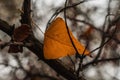 Closeup shot of a dried autumn leaf on a wooden branch of a tree in a forest in daylight Royalty Free Stock Photo