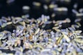 Closeup shot of dried lavender seeds