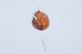 Closeup shot of a dried orange leaf on the snow Royalty Free Stock Photo