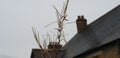 Closeup shot of a dried plant and a house on the background Royalty Free Stock Photo