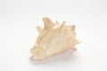 Closeup shot of a dried seashell as a decoration isolated on a white background Royalty Free Stock Photo