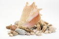 Closeup shot of a dried seashell with stones and crawfish isolated on a white background Royalty Free Stock Photo