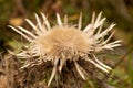 Closeup Shot Of Dried Thistle Flower