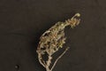 Closeup shot of a dried thyme branch isolated on a black background Royalty Free Stock Photo
