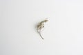 Closeup shot of a dried thyme branch isolated on a white background Royalty Free Stock Photo