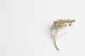 Closeup shot of a dried thyme branch isolated on a white background Royalty Free Stock Photo