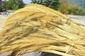 Closeup shot of dried tiger grass for broom making