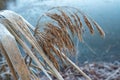 Closeup shot of dried wheatgrass on the field