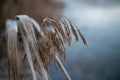 Closeup shot of dried wheatgrass on the field