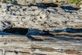 Coastline Driftwood Macro 4