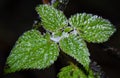 Closeup shot of a drop of frozen water hanging from a leaf Royalty Free Stock Photo