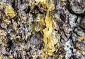 Closeup shot of drops of resin on a pine bark