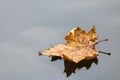 Closeup shot of a dry Autumn leaf floating on water Royalty Free Stock Photo