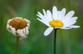 Closeup shot of dry and fresh daisy flowers on blurred background - old and young difference concept Royalty Free Stock Photo