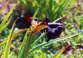 Closeup shot of dry German bearded iris in the garden in the daylight