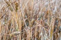 Closeup shot of dry golden brown wheat stalks growing on a field Royalty Free Stock Photo