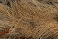 Closeup shot of the dry grass texture Royalty Free Stock Photo