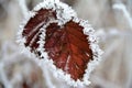 Closeup shot of dry leaves surrounded by snow Royalty Free Stock Photo