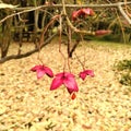 Closeup shot of dry pink blossoms of euonymus europaeus in a forest