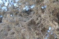 Closeup shot of the dry thorny branches of a plant - dead nature cocnept Royalty Free Stock Photo