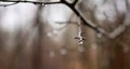 Closeup shot of a dry tree branch with a shiny water droplet on the blurred background in Farum