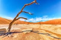 Closeup shot of a dry tree in a DeadVlei, Namibia, Africa Royalty Free Stock Photo