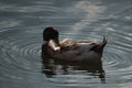 Closeup shot of a Duck cleaning his body Royalty Free Stock Photo