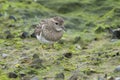 Closeup shot of a dunlin bird standing on the mossy soil with blurred background