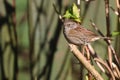 Closeup shot of a dunnock perched on a branch. Prunella modularis.