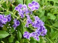 Closeup shot of duranta flowers