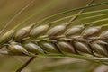 Closeup shot of an ear of wheat Royalty Free Stock Photo