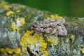 Closeup shot of the Early Grey moth, (Xylocampa areola)