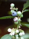 Closeup shot of early lowbush blueberries