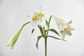 Closeup shot of an Easter lily isolated on a white background