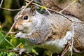Closeup shot of Eastern gray squirrel eating sitting on twigs forest