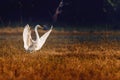 Closeup shot of an Eastern great egret with its wings open in a natural surroundings of dry grass Royalty Free Stock Photo